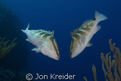 Two Nassau Groupers getting to know each other. My favori... by Jon Kreider 